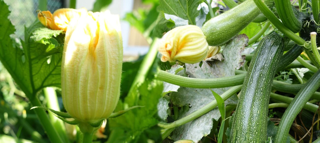 fiori di zucca